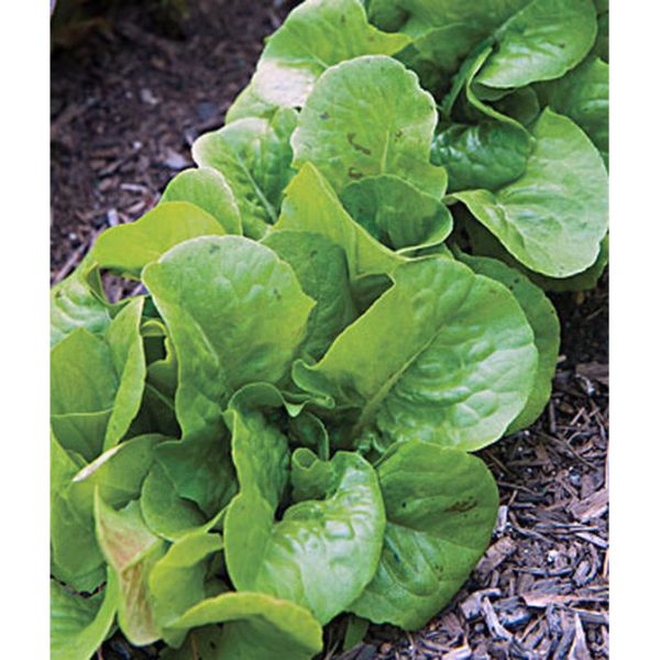 Bibb Lettuce Seed Pack 55863 Cheap - Image 3